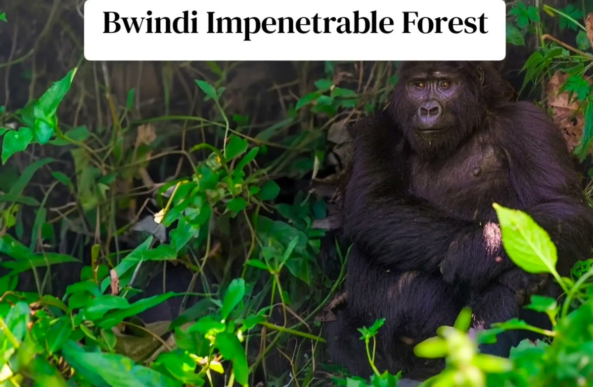 IsabellaMumurx's tweet photo. From the powerful Murchison Falls to the mountain gorillas of Bwindi, Uganda is full of unforgettable natural wonders! 🇺🇬🌿🌊 The Pearl of Africa never stops amazing me! 🦍💚
#Uganda #MurchisonFalls #Bwindi https://t.co/hQF2rdKQ3k