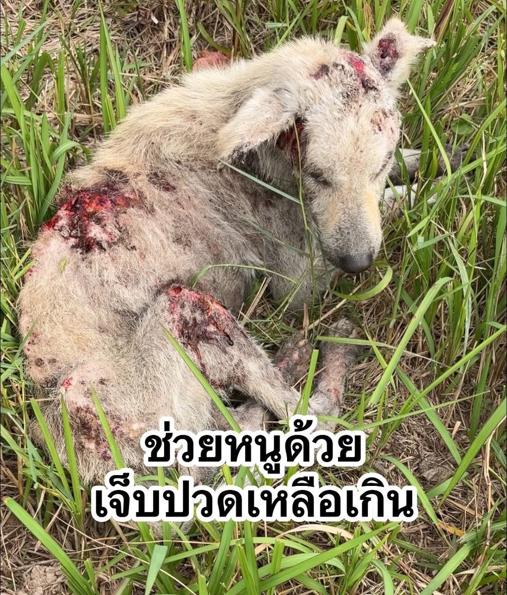 malimalineee's tweet photo. “หนูหิว” ถ้าพูดได้น้องคงอยากบอกคำนี้ หมาตัวนี้เดินมาที่หลังบ้านของชาวบ้านแห่งหนึ่งในจังหวัดอุบล ด้วยความหิวโหย เนื้อตัวมีแต่แผa โดนหมาเจ้ากินไล่กัo ต้องหนีหัวซุกหัวซุน เพราะเขาคือหมาจร ไม่มีเจ้าของ ไม่มีใครปกป้อง อยากมีบ้านเหมือนคนอื่นเขา แต่มันคงทำไม่ได้ค่ะ

อยากให้น้องได้หาหมอ อยากให้น้องได้รักษา สัญญาว่าจะไม่ให้กลับไปเป็นหมาจรข้างถนนอีก จะให้รถรับน้องกลับมาแม่สุจะดูแลเอง จะไม่ให้อดอยากอีก

จะใครร่วมด้วยมั้ยคะ จะให้น้องพาไปหาหมอ และรับรักษาต่อที่นี่ หากน้องหาeดีแล้วแม่ไม่ให้น้องกลับไปเป็นหมาจรข้างถนนอีกเลย จะไม่ให้อดๆ อยากๆอีกแล้ว จะไม่ให้ใครรังแกอีกแล้ว มาร่วมเปลี่ยนชีวิตหมาจรตัวหนึ่งด้วยกันนะคะ 🙏🙏🙏🙏🙏

🙏 ร่วมช่วยเหลือค่ารักษาน้องได้ที่
✅ ธนาคารกสิกรไทย
✅ กนกนุช  พานเงิน
✅ 034-859-6276

กราบขอบคุณทุกความเมตตานะคะ ขอให้ทุกท่านประสบแต่ความสุขความเจริญรุ่งเรืองค่ะ หากเกินมาขอยกยอดไปเคสอื่นๆนะคะ