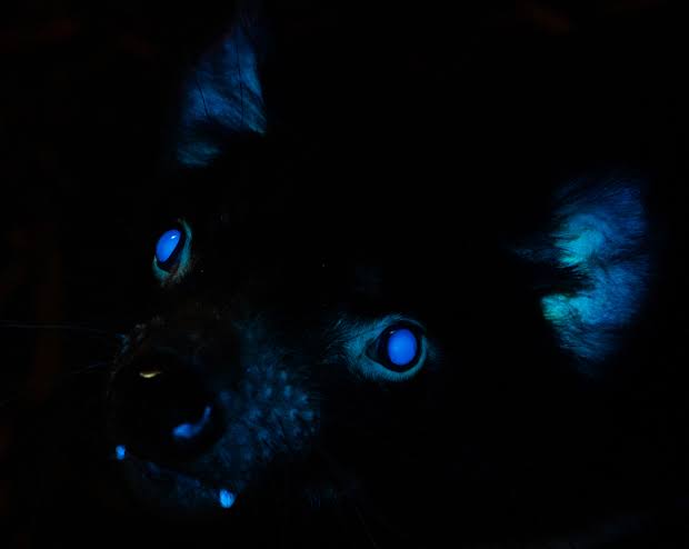 BUNKlNS's tweet photo. There's actually a lot of animals the glow under UV lights https://t.co/7bVymIQYuo