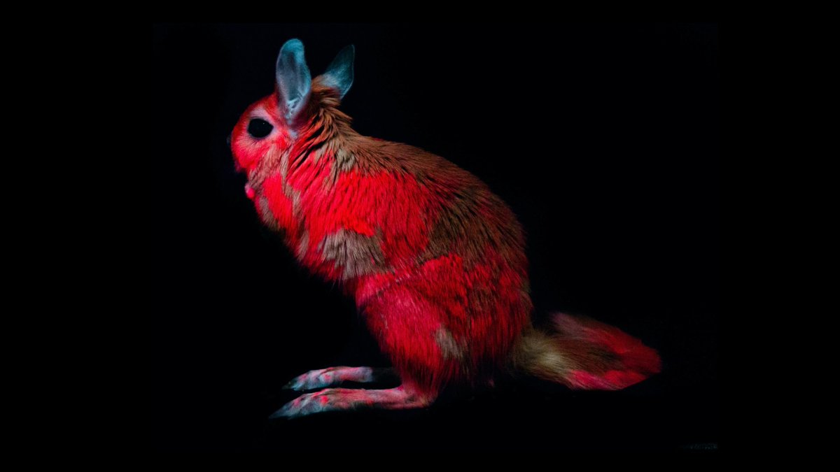 BUNKlNS's tweet photo. There's actually a lot of animals the glow under UV lights https://t.co/7bVymIQYuo