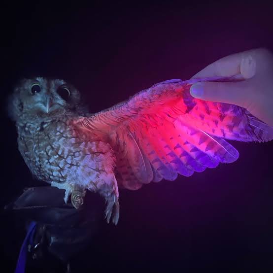 BUNKlNS's tweet photo. There's actually a lot of animals the glow under UV lights https://t.co/7bVymIQYuo