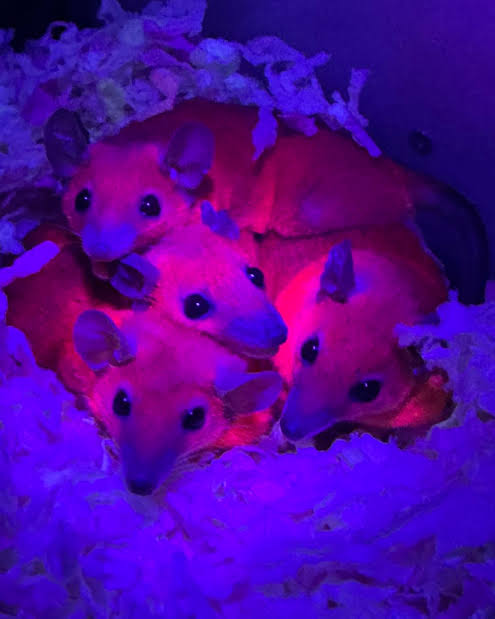 BUNKlNS's tweet photo. There's actually a lot of animals the glow under UV lights https://t.co/7bVymIQYuo