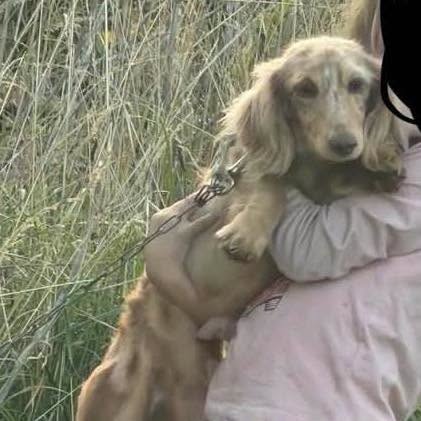 AdoptionsUk's tweet photo. Please retweet to help find 3 STOLEN DOGS - TAKEN WED 14 OCT 2026 #MALVERN #UK 
' Your Herefordshire'
STOLEN DOGS  | These dogs have been reported as stolen from the Malvern Hills area this evening. 
They were taken at around 9pm. Please keep an eye out if you live in the area.
Please also share on facebook if you use it 👇👇👇
https://t.co/r3jmaupgxZ

Contact if you have information
info@yourherefordshire.co.uk

#YourHerefordshire #Stolendogs #Missingdogs #Hereford #Herefordshire #Ledbury #Leominster #Ludlow #Worcester #England #Wales @MissingPetsGB @DogLostUK @millypod1 @rosiedoc666 @scanme_tukslaw @Tukslaw_scanme @Nightowl400  @YourHereford1 @JeremyClarkson @rickygervais @JaneFallon @liamgallagher @clarebalding @APDAWG1 @HerefordFC 

 3 dogs stolen Malvern Hills 14 Oct 2026