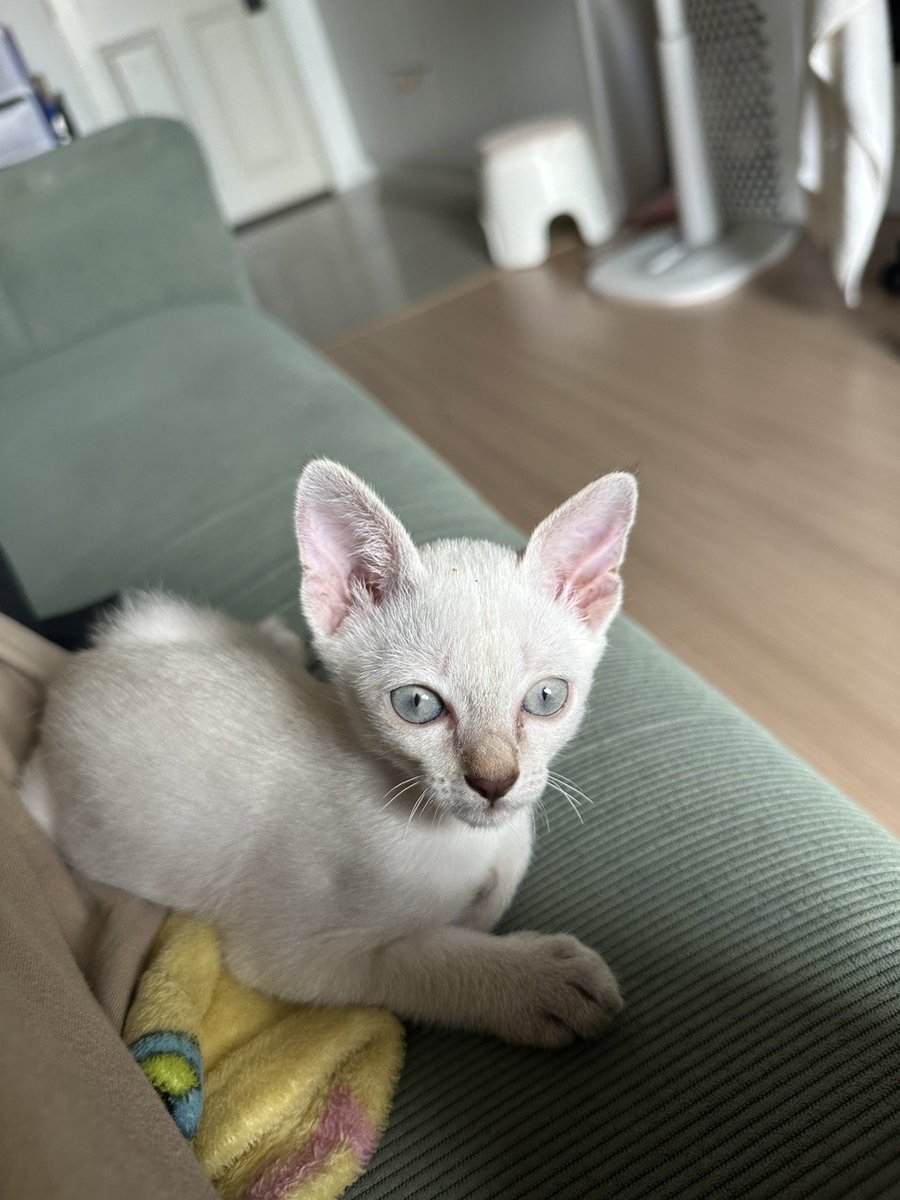 CatsterClub's tweet photo. 🏠 หาบ้านให้น้องแมว 🏠 (ฝากประกาศ)

น้องเป็นเพศ ญ ไทยผสมวิเชียรมาศ อายุประมาณ 2 เดือนค่ะ 
นิสัยน่ารัก ขี้อ้อน เลี้ยงง่าย กินเม็ดได้ เข้ากระบะทรายเป็น ไม่เคยฉี่เรี่ยราดเลยค่ะ

-น้องเคยตรวจเชื้อโคโรน่าแมว ไม่พบ❌ 
-ปัจจุบันน้องยังไม่ได้รับวัคซีนค่ะ

สามารถติดต่อได้ที่ 0918543251 หรือไลน์ nannapat6947

ใครสนใจรับดูแลติดต่อหาเจ้าของได้เลยนะคะ หรือ ช่วยกันรีกระจายข่าวก็ได้ค่า มาช่วยกันหาบ้านอันอบอุ่นให้น้องกันนะคะ