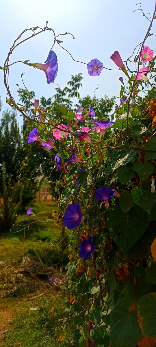 Hasan_M313's tweet photo. گل های قشنگی بود تا دیدم سریع ازشون عکس گرفتم 💐
#iran https://t.co/vjQvvlyvKD