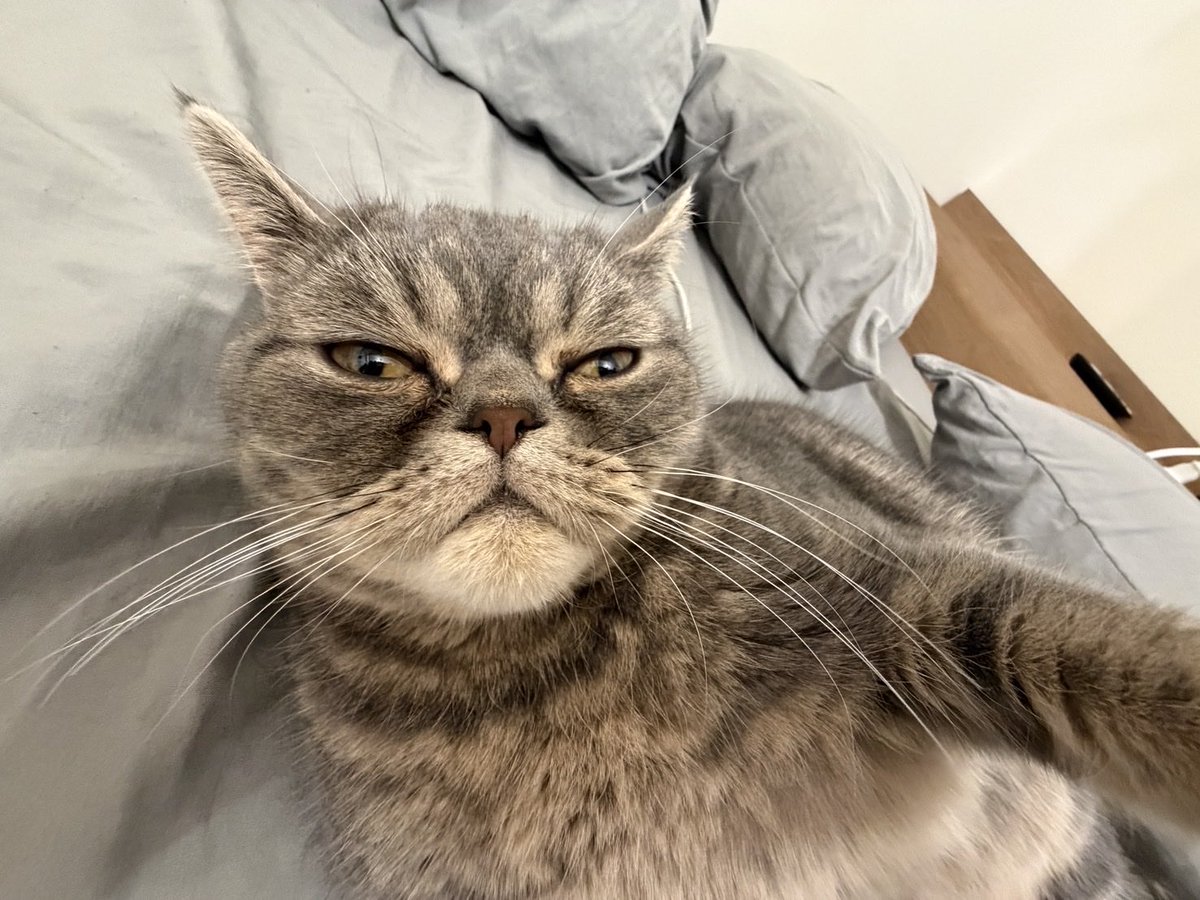 ryu__to2's tweet photo. まって、、
うちの猫ズートピア？笑
いつの間に撮ったん笑笑笑 https://t.co/E72DXhh76b