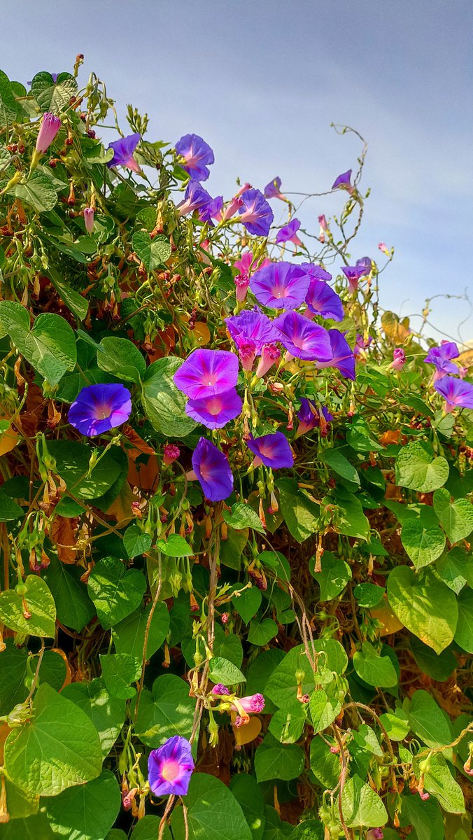 Hasan_M313's tweet photo. گل های قشنگی بود تا دیدم سریع ازشون عکس گرفتم 💐
#iran https://t.co/vjQvvlyvKD