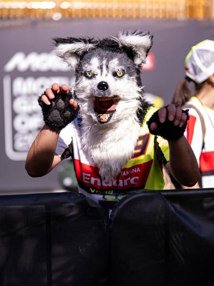luna2608_7's tweet photo. Ok it make me laugh so hard like If you wanna become a diggia fan, you need to become a wolf 😭 https://t.co/015vkfjVPa