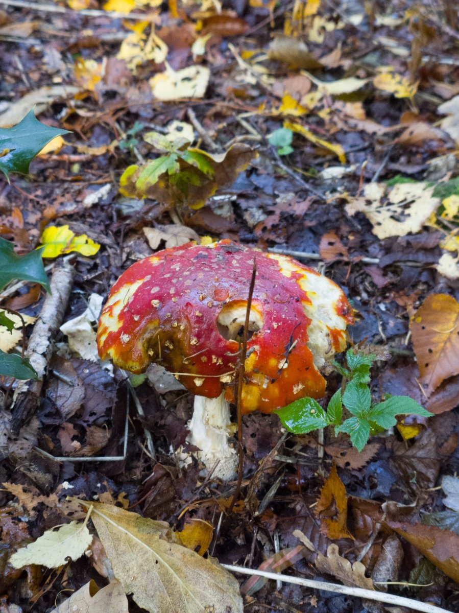 TechDepthStudio's tweet photo. Favourite elements of autumn, captured on the Sony Xperia 1 VIII @sonyxperia @Snapdragon https://t.co/qMYYyJN1Ob