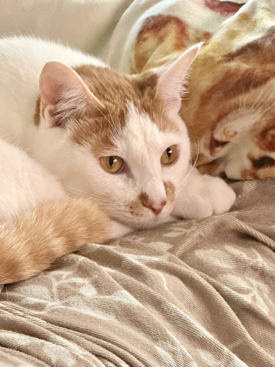 sabagame's tweet photo. 表情管理バッチリだな猫よ…（飼い主の欲目）。おてても肉球詰め合わせみたいでラブリィ。 https://t.co/XbDPFphtkr