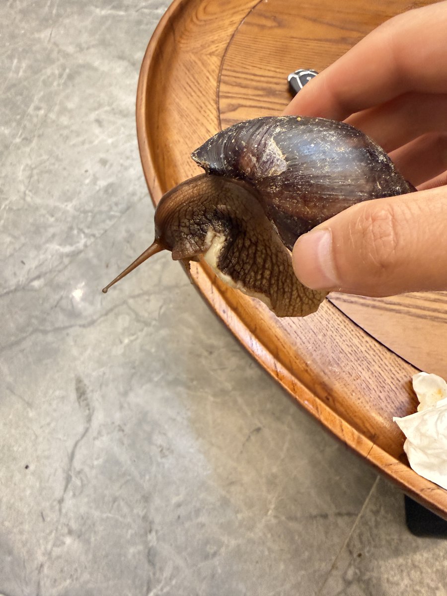 HeesonYee's tweet photo. Has anyone seen these giant snails before? ๐๐ I heard they carry diseases, is that true? ๐คข๐จ There are a ton of them in the bushes by my front door! ๐ฟ๐ช #GiantSnail #WhatIsThis #Snails #InvasiveSpecies https://t.co/nyJQvEyXy3