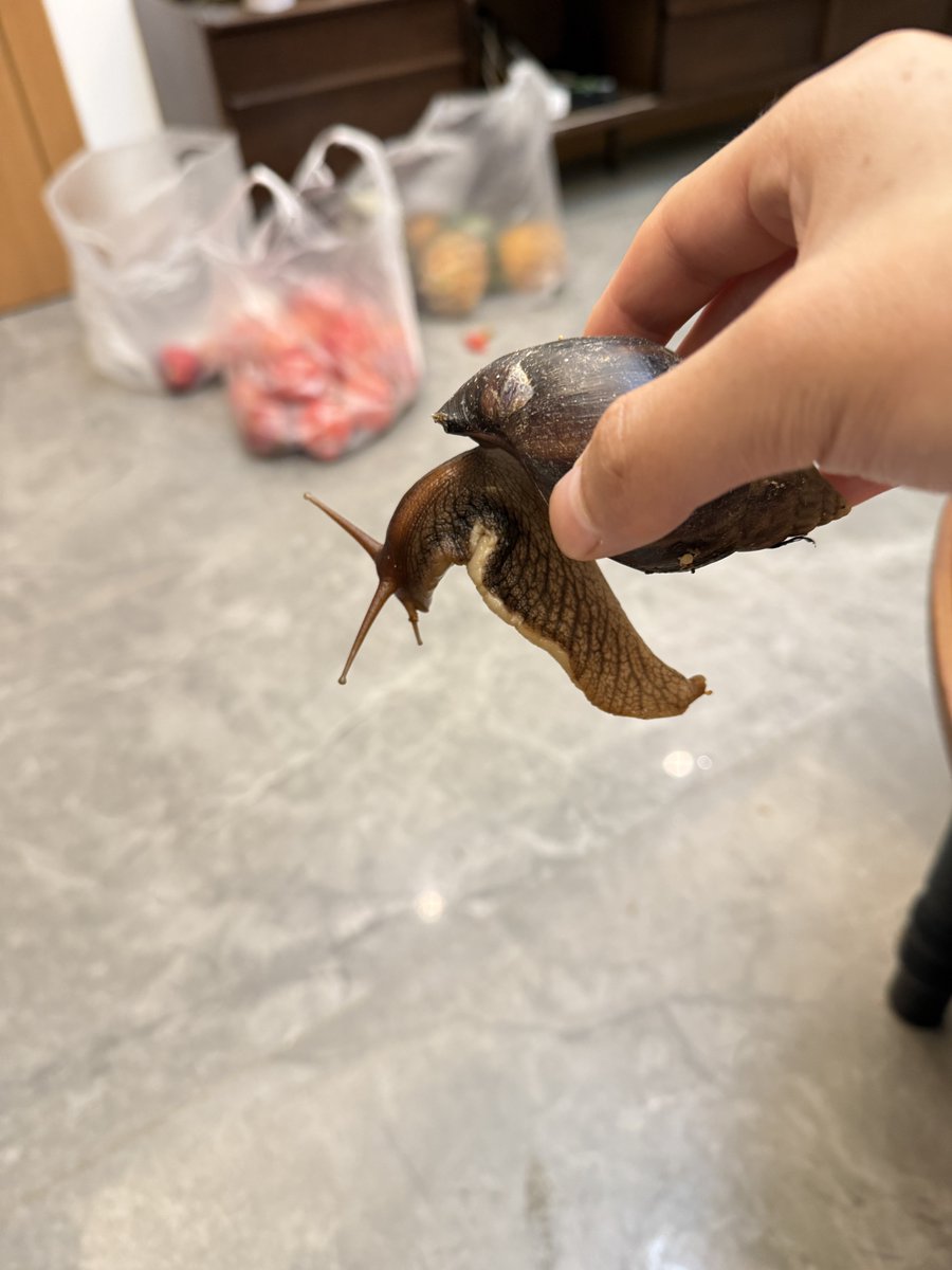 HeesonYee's tweet photo. Has anyone seen these giant snails before? ๐๐ I heard they carry diseases, is that true? ๐คข๐จ There are a ton of them in the bushes by my front door! ๐ฟ๐ช #GiantSnail #WhatIsThis #Snails #InvasiveSpecies https://t.co/nyJQvEyXy3