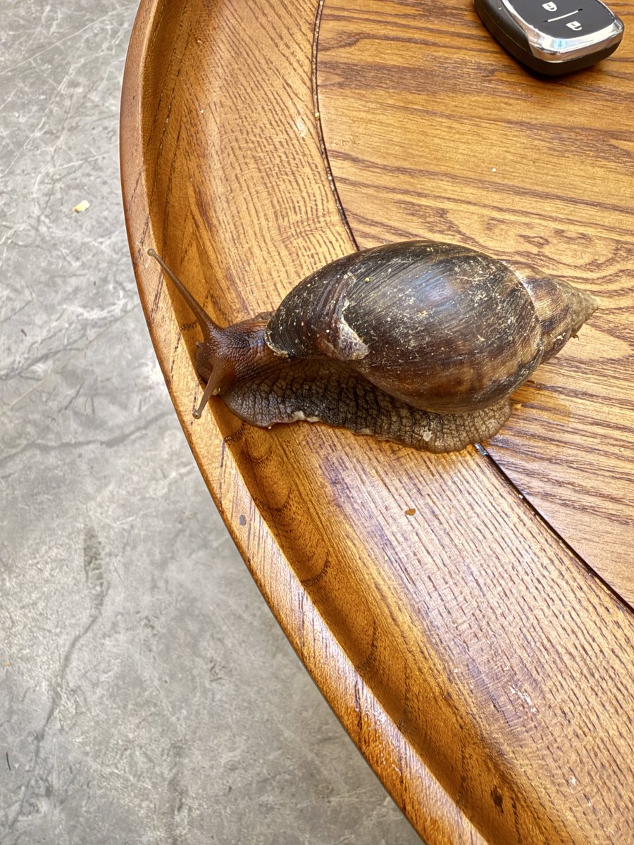 HeesonYee's tweet photo. Has anyone seen these giant snails before? ๐๐ I heard they carry diseases, is that true? ๐คข๐จ There are a ton of them in the bushes by my front door! ๐ฟ๐ช #GiantSnail #WhatIsThis #Snails #InvasiveSpecies https://t.co/nyJQvEyXy3
