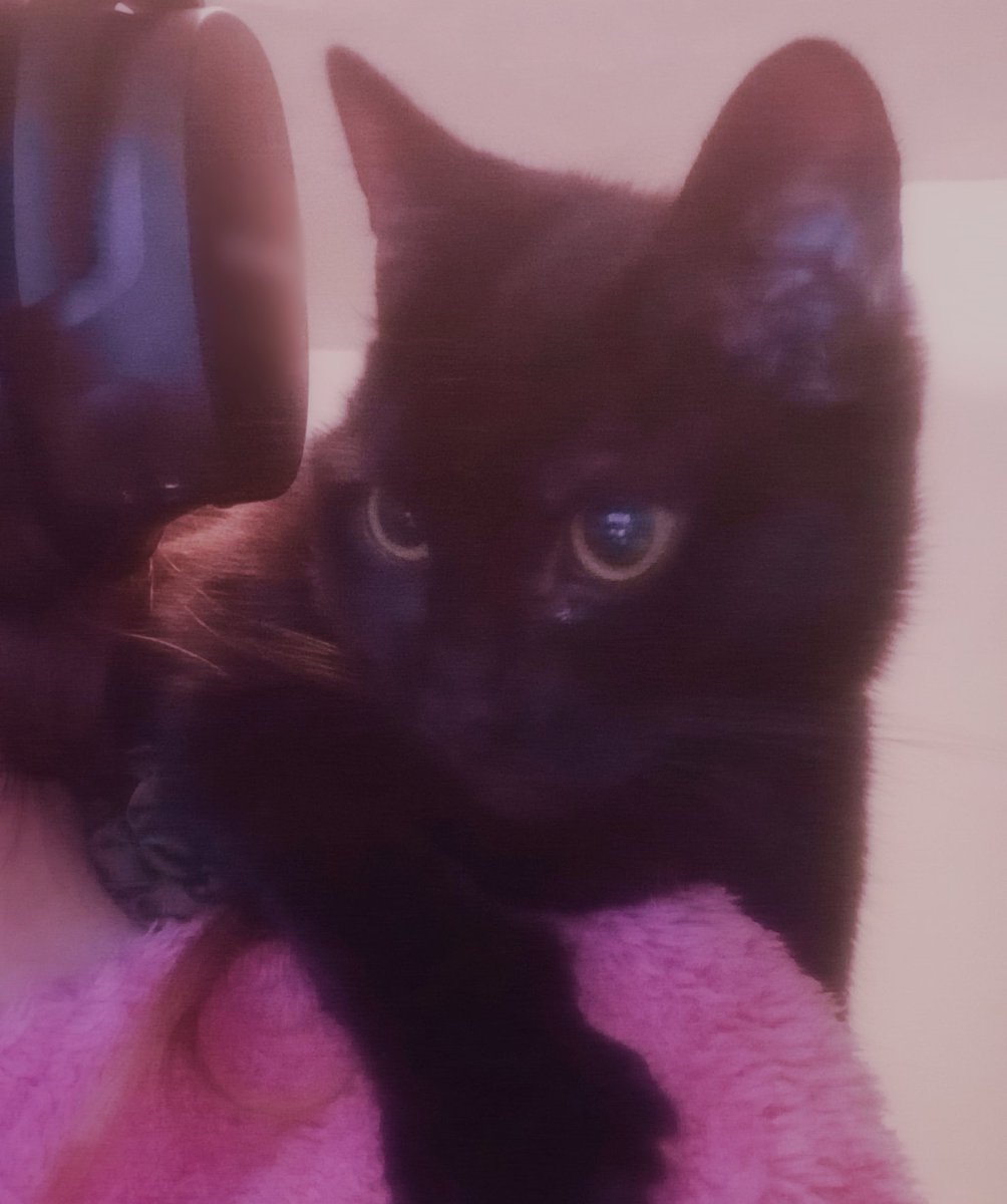 _DD614_'s tweet photo. She thinks she's a parrot at times. Also! There should be two Halloween art posts. Hopefully. 🐿 https://t.co/k5y0XDC9kb
