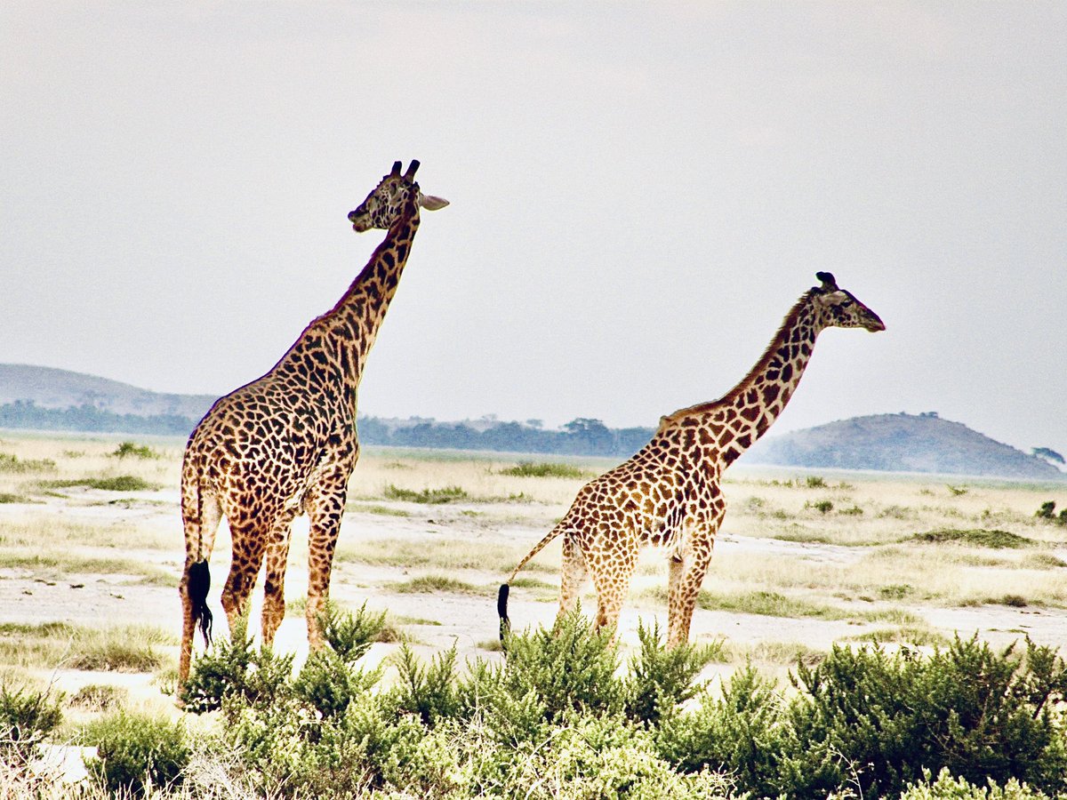 s_anand1's tweet photo. @jjmmli Kenya, 2013. https://t.co/FE9HHbPk8C