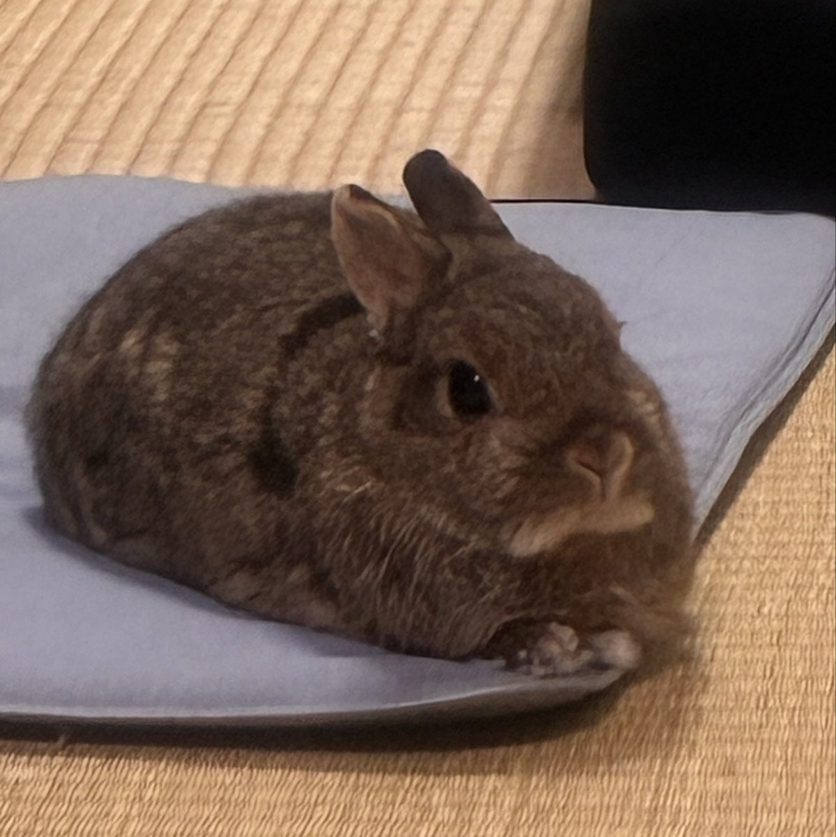 usausaMomoko's tweet photo. #うさぎがいる暮らし

ご飯も食べたし、満足✨️ https://t.co/12F6XiHkkL