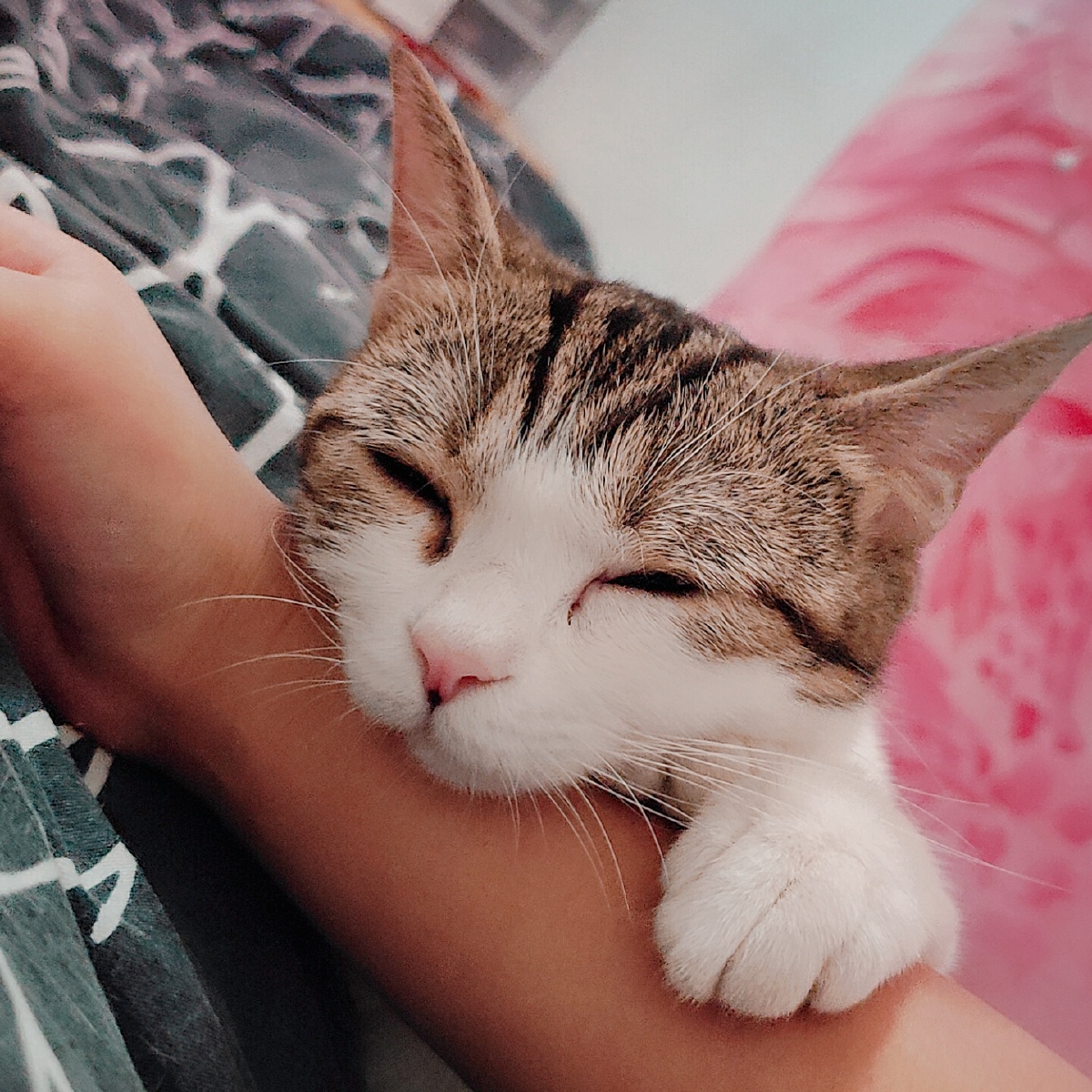 qasimMen's tweet photo. My cat likes to rest her soft legs on me, and the little "呜咎" (a cute cat meow-like sound) when she’s half-asleep is so comforting. https://t.co/japaxNF0nX