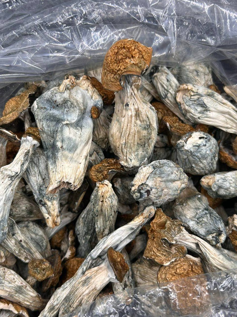 blutooo10's tweet photo. Mushroom 🍄😋 in hit me for pricing super good tickets https://t.co/L2WlLpNL6M