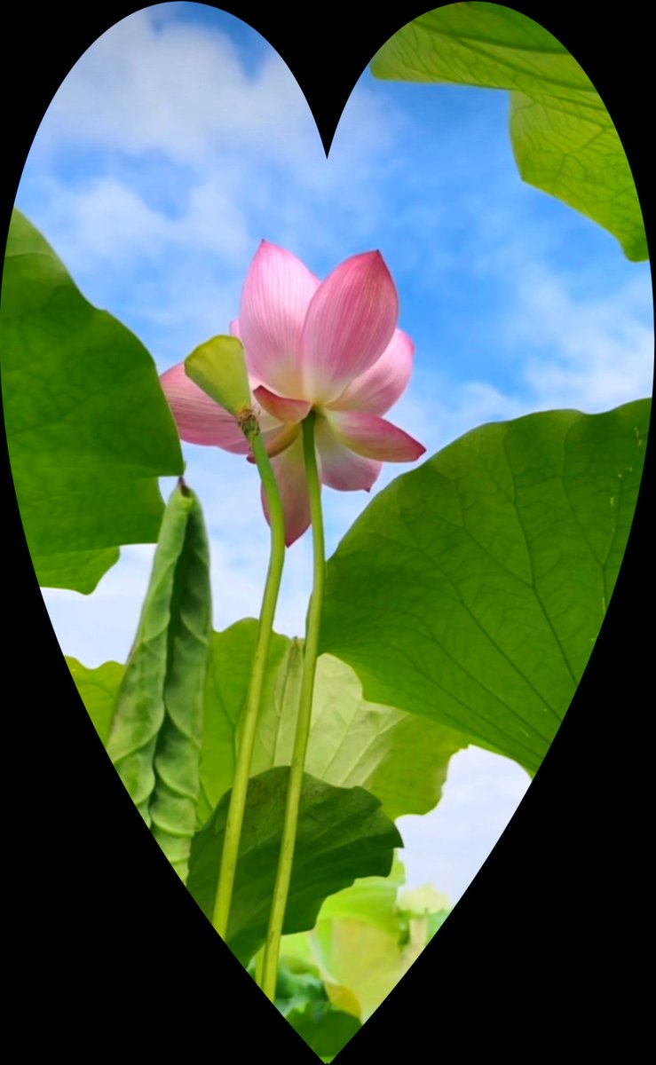 SectiOnad's tweet photo. 今日は島で菏を試しに碧く染めるティータイム， https://t.co/ovmzxJsvpS