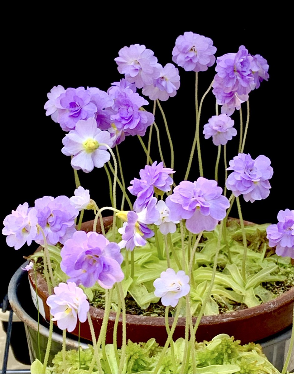 uWoSSLbi6kaaqwP's tweet photo. プリムリフロラの花🌸
毎年咲くの楽しみな花。。＃食虫植物 
#食虫植物祭バズコンテスト https://t.co/MIVW19DJ3c