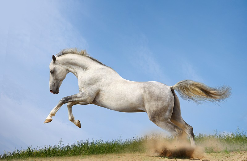 TonyShalik's tweet photo. Racing dreams come true when you’ve got the wind at your back—these legs are made to gallop, and they’re doing more than that. ， https://t.co/A844v5t9on