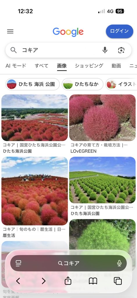 6qdqk's tweet photo. @Santasan281 ほうき草って言われてる、ほうきの元になるやつ
緑から赤になるんだけど、今赤になって綺麗な時期らしい https://t.co/0PV0rTQs75