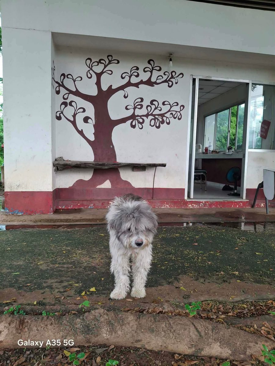 malimalineee's tweet photo. น้องชื่อ ญาญ่า ถูกทิ้ง
📌พิกัด กาญจนบุรี
🏡อยากหาบ้านหลังสุดท้ายให้น้องได้มั๊ยคะ
❌ เค้าเป็นพันธุ์ขนยาวไม่ควรต้องมาอยู่ริมถนนเป็นหมาจรแบบนี้เลย
•
📌หรือถ้าใครอยู่ไกล้น้อง หรือพอจะสะดวกรับเลี้ยงน้อง
📌หรือพอจะมาส่งน้องให้เราทึ่กทม เพื่อเตรียมตัวหาครอบครัวต่อไปพอจะมี���ครพอช่วยมั๊ยคะ 🙏🏻
•
➡️ใครสนใจรับน้อง
➡️สนใจช่วยพาน้องมากทม 
➡️สมทบค่าส่ง หรือคิดค่าส่งไม่แพง 
รบกวนด้วยนะคะ
Inbox หรือ โทร 0891116030 

#กาญจนบุรี #หมาถูกทิ้ง #หมาหาบ้าน #ช่วยน้องด้วย