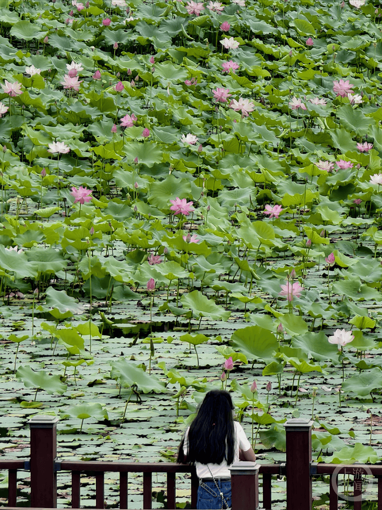 aSSSvYKyOJnJVns's tweet photo. “Just saw a cluster of fresh lotus leaves in the park, feeling a bit ashamed I forgot to bring snacks! A small, pleasant day surprise~”， https://t.co/02CiabasPY