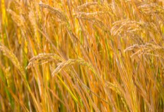 Wwwenktt's tweet photo. When harvest arrives, hold the full rice stalks—even the swan ganders cheer for the golden fields!， https://t.co/diwhSr9hUa