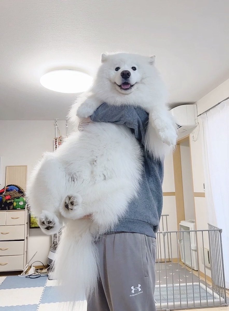 samoyed_dazs's tweet photo. 抱っこしてあげたらめっちゃ喜んでた
27キロの大きい赤ちゃん https://t.co/42PJSydmJI