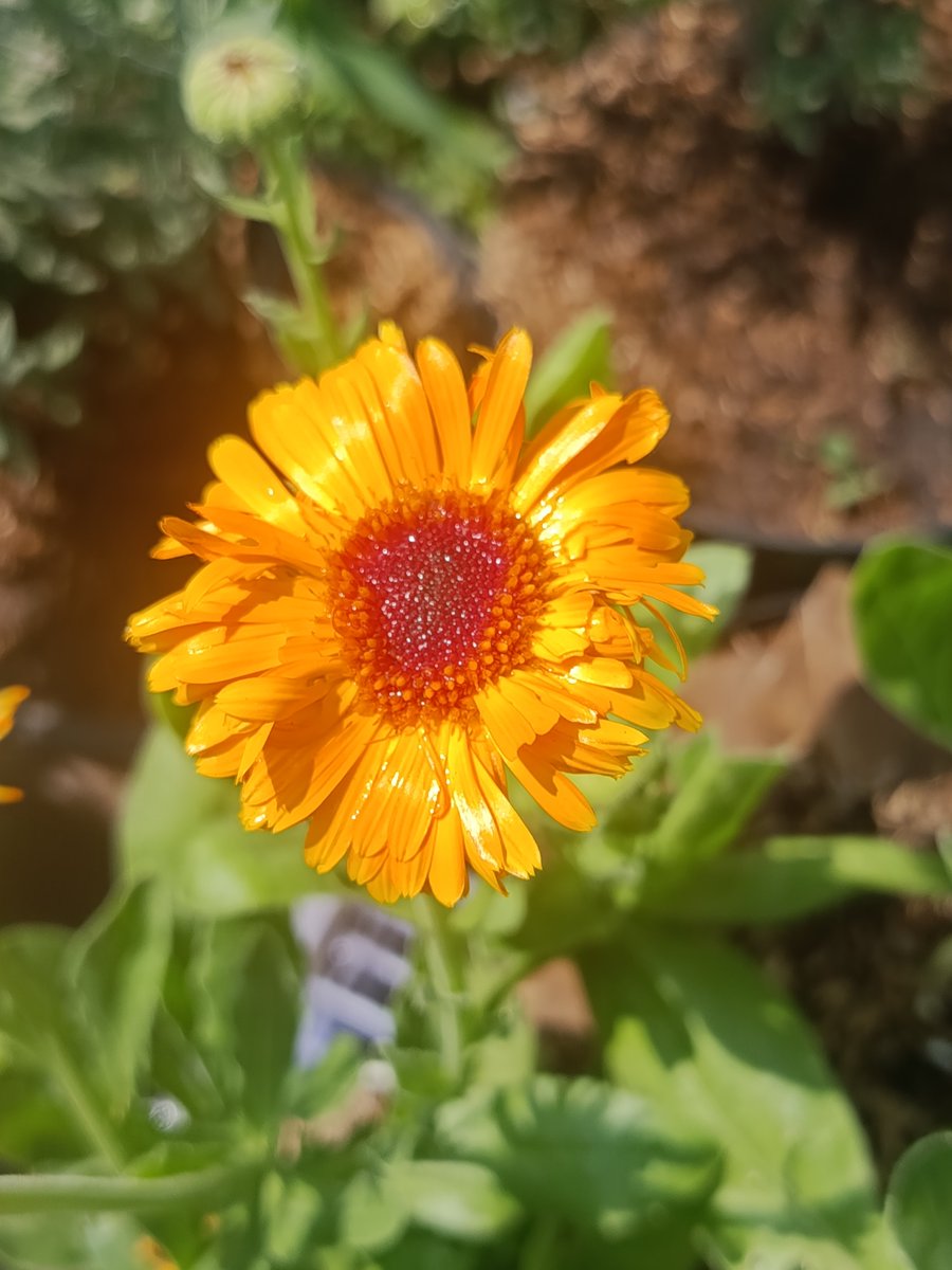 rince_life's tweet photo. Bunga Calendula ini mekarnya memang cuma 3 harian, tapi dalam satu pohon ada banyak sekali bunga kuncupnya yang akan mekar bergantian🧡🌼🌼🌼 Jadi ya tiap hari ada bunga Calendula 🥰🌿🌼#Joyfulgarden https://t.co/lJOF53nlju