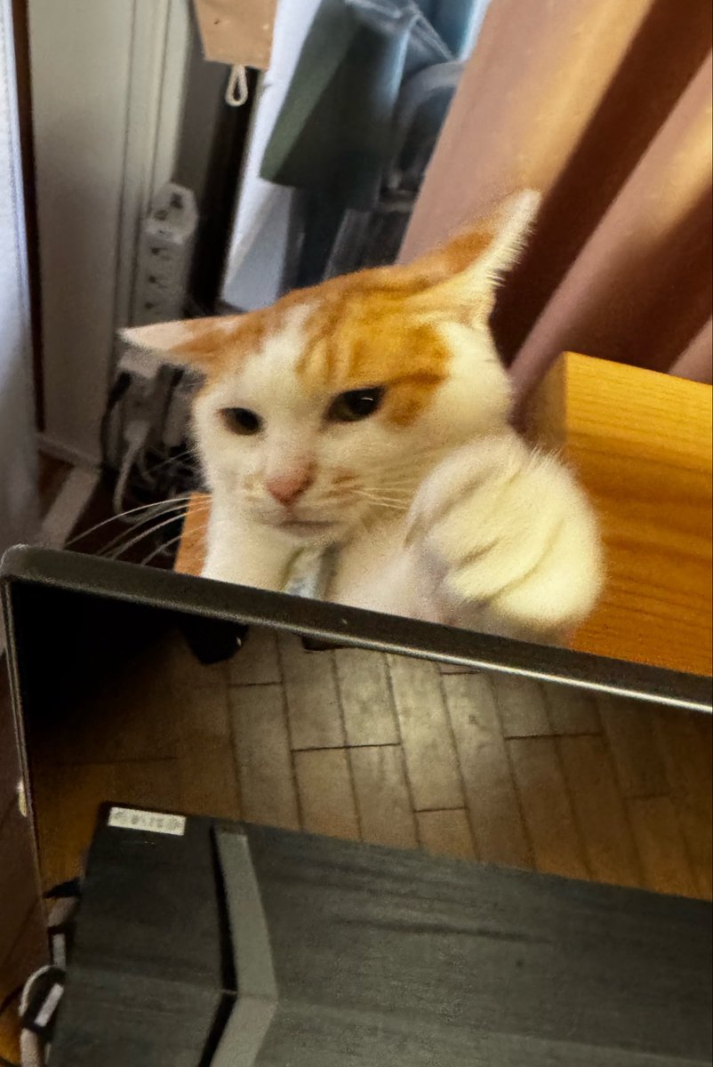taronyan0430's tweet photo. 今朝のタロ
「仕事行ってくるから留守番お願いね」
出かけないで欲しい時はいつもこの📺の裏に隠れる😿
①行くにゃ攻撃の後は②諦めモードで見送るタロでした🥹 https://t.co/kn4RUvgkFD
