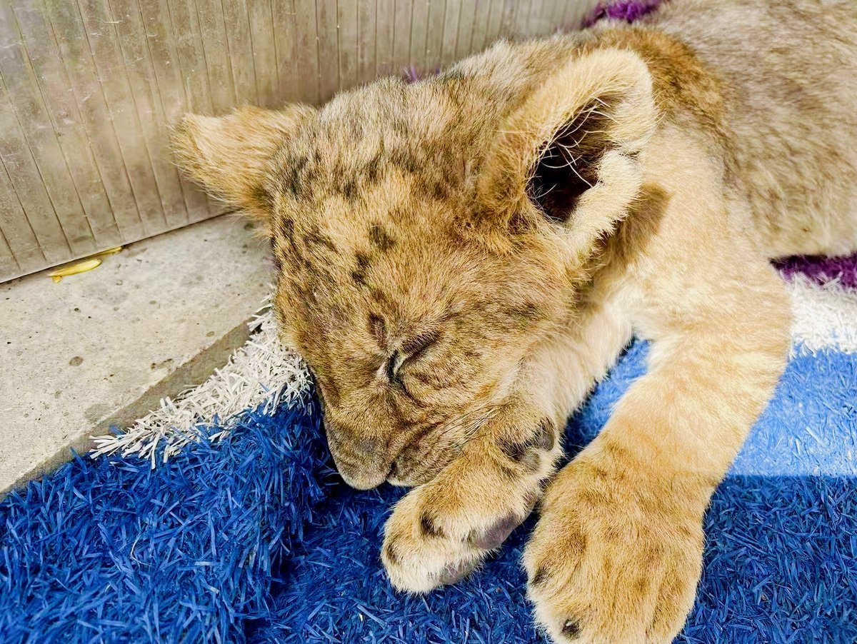 darkmhie's tweet photo. [Rate lions on their daily vibes, they’re the true daily vibe check!]， https://t.co/NN7DIN7vsP
