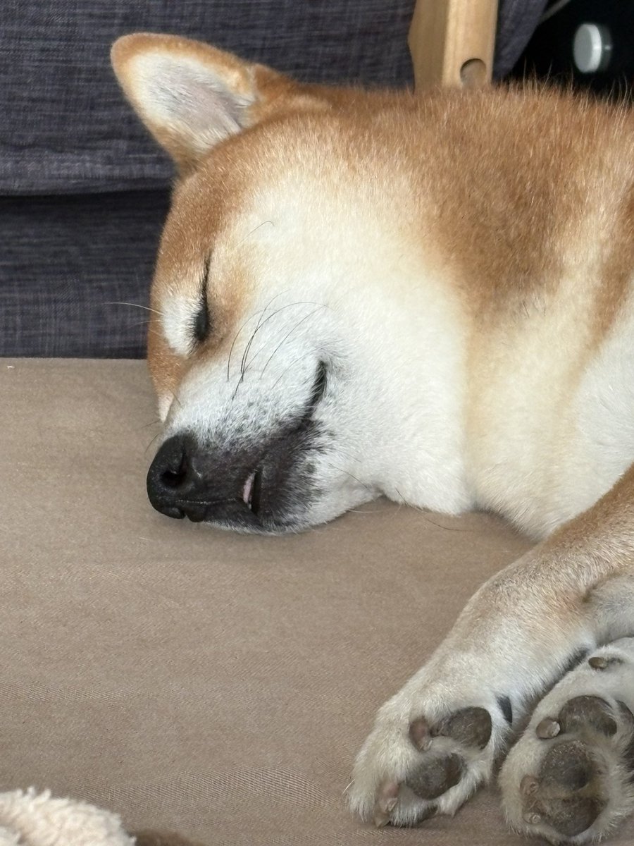 shibainuchataro's tweet photo. かわいい寝顔。#柴犬 https://t.co/wVDFjikZYk