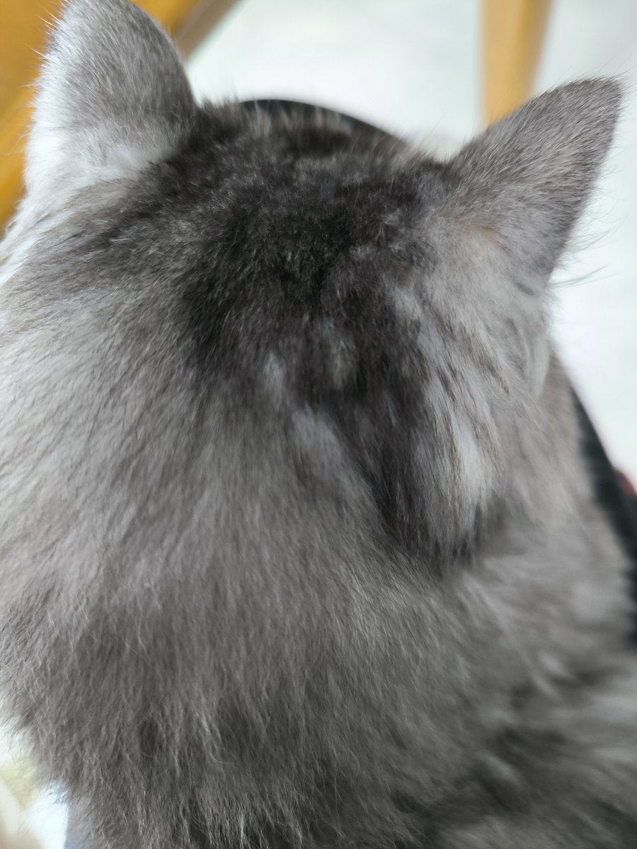 mei__sei__sui's tweet photo. 昼休み
下の子のスマホ選び🤔
・OSはAndroidがいい
・使用目的LINEゲームYouTube程度

なんだけど、正直今はAndroidも値上げでミドルレンジ↑はどれも高くて困った🥲

なので2年落ちのハイエンド機を選択。全部入りでSOCもまだまだ強いのに値段がほぼ半分になってたから😇 https://t.co/HLgjfLBQeW