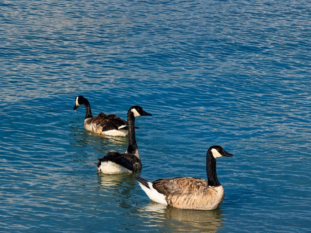 Thru_J_Eyes's tweet photo. These geese are giving me the side-eye like I just interrupted their important meeting. Rude, but valid.˚‧⁺  ･ ˖ ·🦆

#GooseGang #WildlifeWatching #NatureMoments #SassyBirds #LakeLife #Photography #BeginnersPhotography https://t.co/7YkGy5ItVv