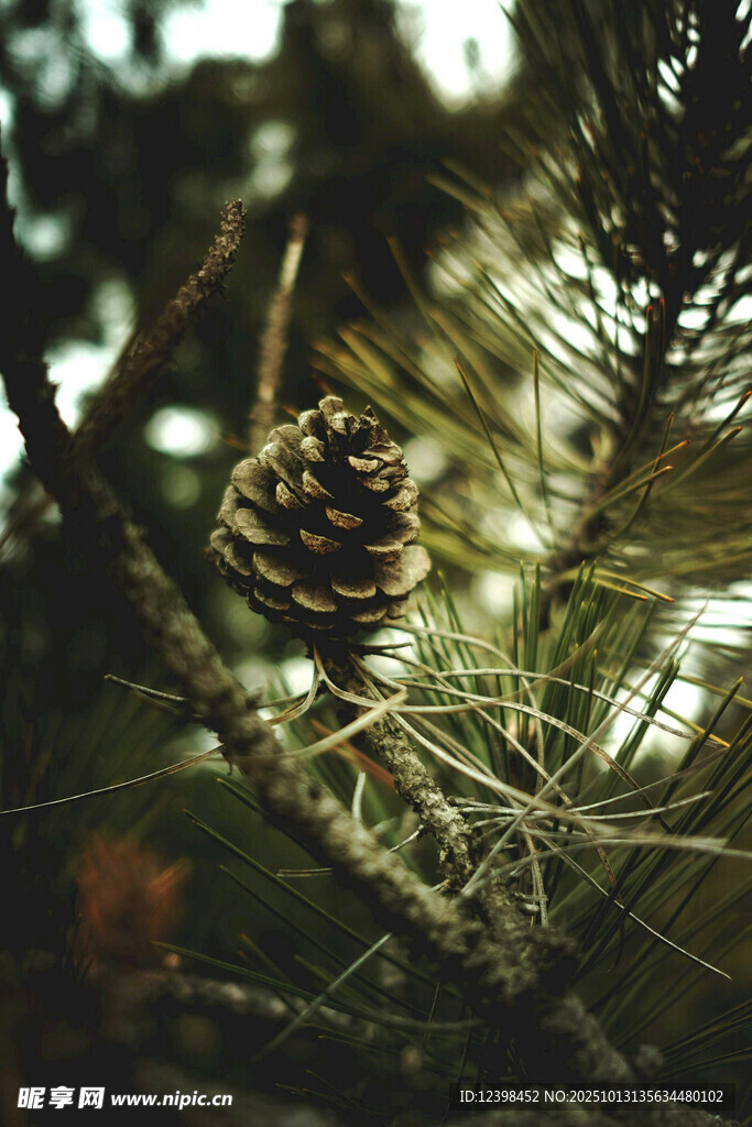 Ana76035690's tweet photo. Soft pine cones, chewing happily under a lucky protective tent, loyally guarding the warm little world. https://t.co/p9rdccvuo2