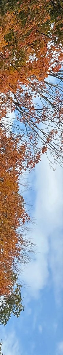 formklees's tweet photo. autumn through mark’s cam 🍂 https://t.co/ufemiLIwPT