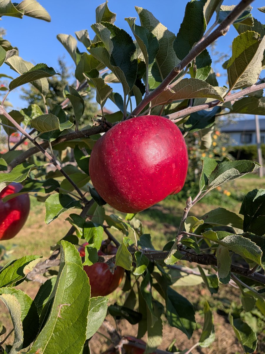 kym_ringo's tweet photo. 赤果肉のなかの真紅🍎

試食用に1つ切りました!
9月の日照不足で心配しましたが果肉はいい赤色が付いていました!
味も甘さと酸味のバランスが良くて、美味しいねぇ～！です😋

来週あたり収穫予定です https://t.co/Jo5N0fOkcn