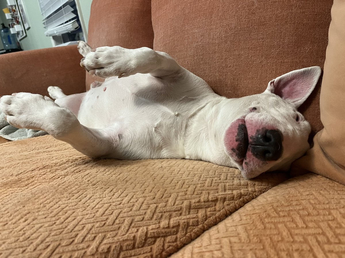 PupperNelson's tweet photo. tell him goodnight https://t.co/qECzM8aTJD