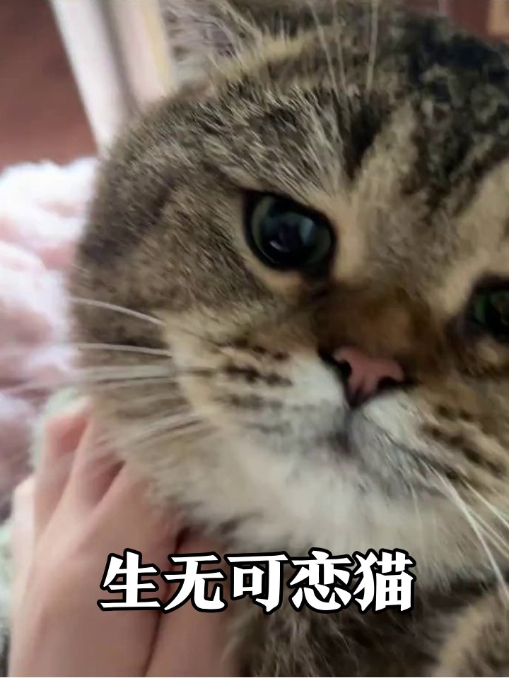 ashishiet11's tweet photo. [Annoyed u0026 tough, the fierce cat got stuck—what a silly mix!] https://t.co/uUWO8ufXp5