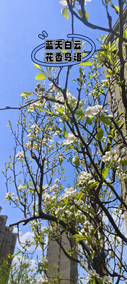 elmadrinha's tweet photo. [Today I wandered past an old lane, and the faint scent of sophora flowers led my footsteps—what a lovely surprise!]， https://t.co/DZCv2VvvlD