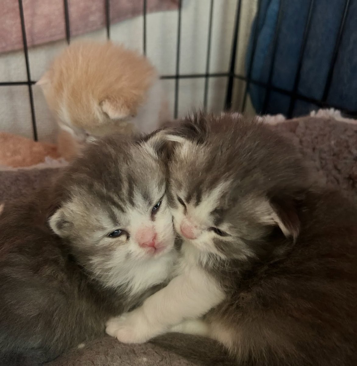 PostofcatsX's tweet photo. https://t.co/6iivOHhWj8