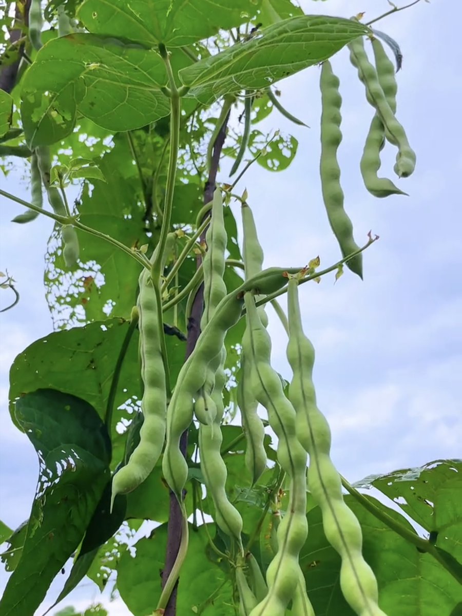 POO89868278's tweet photo. [Island pods bloom bright, and the world feels alive today! ]， https://t.co/nzkBY9j824