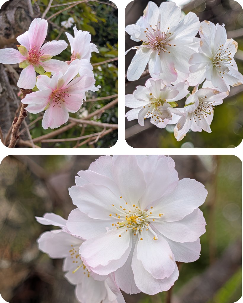 shonan_iruka's tweet photo. 湘南方面
日差しが差すと暑く感じます

【十月桜】 https://t.co/aU1idhQeD2