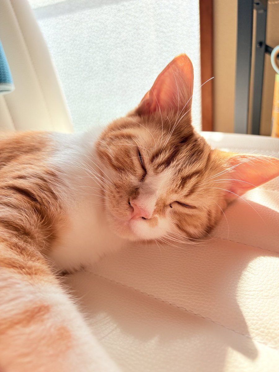 ryu_tea_'s tweet photo. 陽だまり猫 https://t.co/AYumMYKU0Z