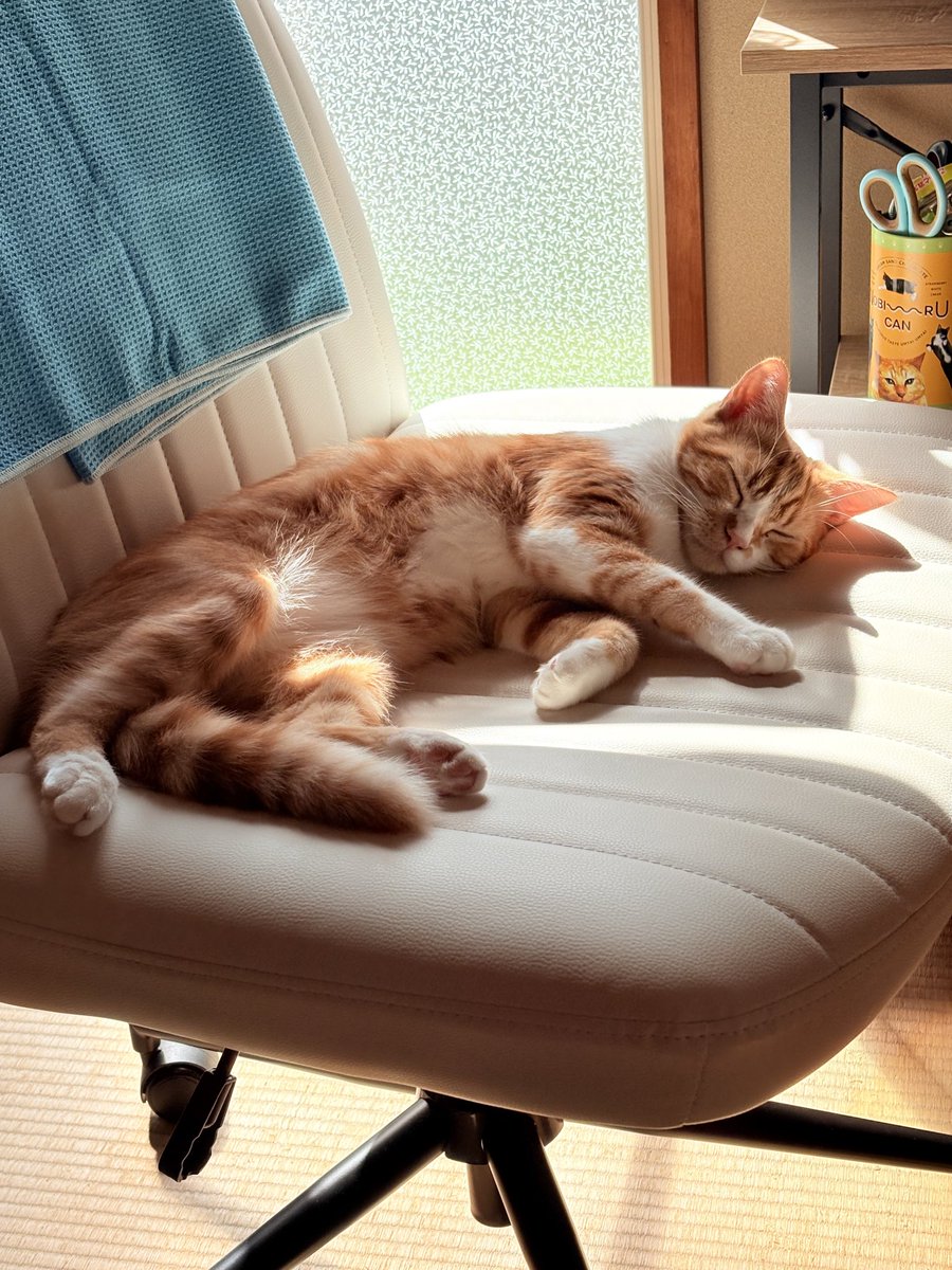 ryu_tea_'s tweet photo. 陽だまり猫 https://t.co/AYumMYKU0Z