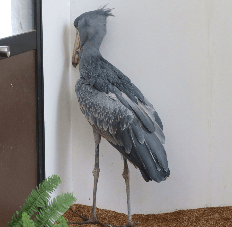 livedoornews's tweet photo. 【静止】「こうなると長い…」隅っこを見つめるハシビロコウが話題 松江フォーゲルパーク
https://t.co/8kcYoS0Zqp

担当者によると、1度この状態になると30分以上は動かないといい、この状態から2時間後くらいに見に来ても、同じ場所にいたこともあるという。動き始めるのは本人の気分次第だそう。 https://t.co/0gqLJ3XVax