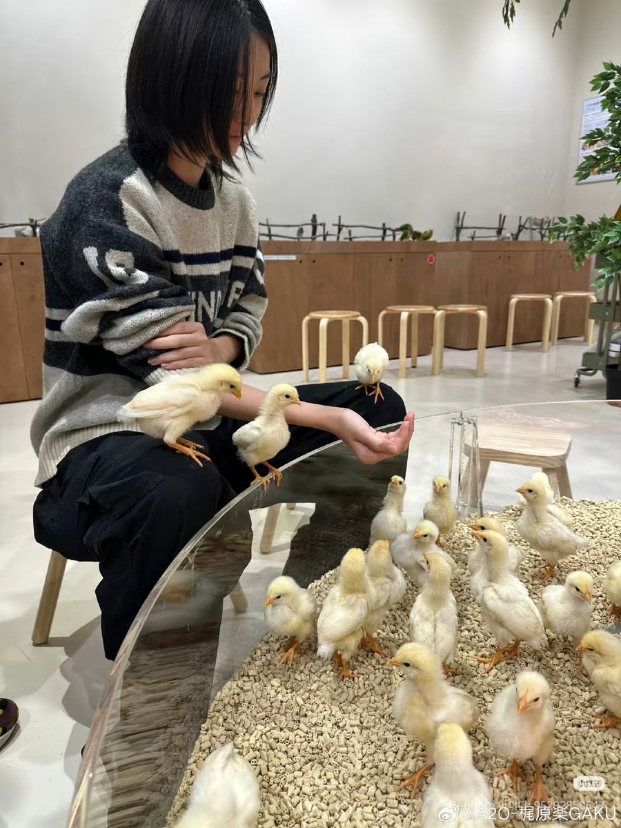 kuuzvcc's tweet photo. 가쿠 병아리 진짜 좋아하는 듯
자기 한단어로 표현해도 병아리라 했는데 ㅋㅋㅋㅋ

#A2OSOUL #에이투오소울 #GAKU #가쿠 https://t.co/wpMsEuCMPa