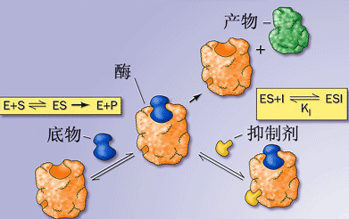 davidbrayanna's tweet photo. This enzyme from secretory organs boosts metabolic efficiency! https://t.co/EmZDfpFA7e